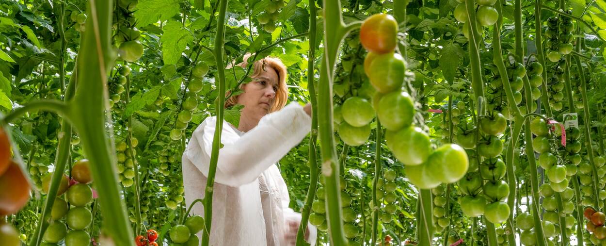 Onderzoeker bekijkt tomaten in kas